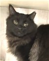 adoptable Cat in carrollton, GA named Packo