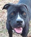 adoptable Dog in carrollton, GA named Quintessa