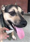 adoptable Dog in carrollton, GA named Violet