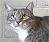 adoptable Cat in carrollton, GA named Winona