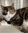 adoptable Cat in carrollton, GA named Tasha