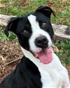 adoptable Dog in carrollton, ga, GA named Green Bean