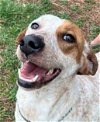 adoptable Dog in carrollton, GA named Dot