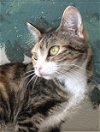 adoptable Cat in carrollton, GA named Bea