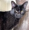 adoptable Cat in carrollton, GA named Stone Cold Steve Austin