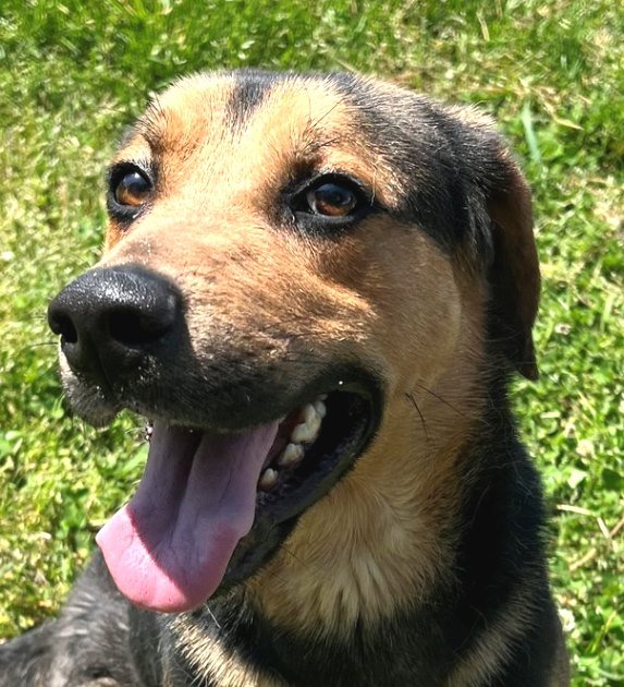 adoptable Dog in Carrollton, GA named Odie