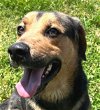 adoptable Dog in carrollton, GA named Odie