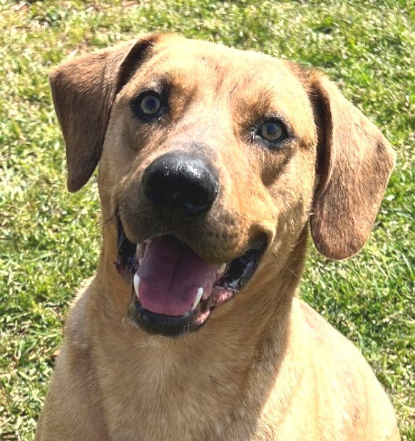 adoptable Dog in Carrollton, GA named Pringles