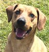 adoptable Dog in carrollton, GA named Pringles