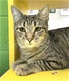 adoptable Cat in  named Twinkle