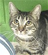 adoptable Cat in carrollton, GA named Sprinkle