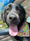 adoptable Dog in carrollton, ga, GA named India