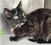 adoptable Cat in  named Lucie