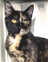 adoptable Cat in carrollton, GA named Sydney