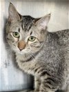 adoptable Cat in carrollton, GA named Rafael