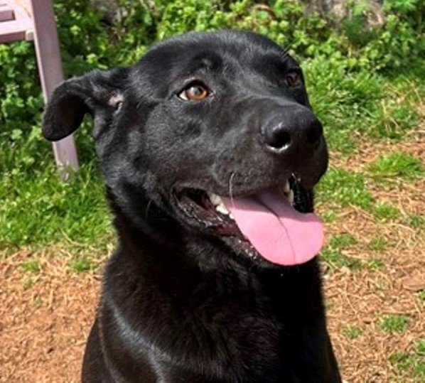 adoptable Dog in Carrollton, GA named Farlee