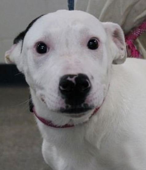 adoptable Dog in Carrollton, GA named Chico