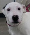 adoptable Dog in carrollton, GA named Chico