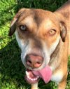 adoptable Dog in carrollton, GA named Maria