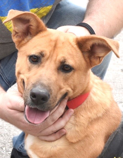 adoptable Dog in Carrollton, GA named Lucy