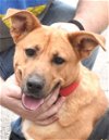 adoptable Dog in carrollton, GA named Lucy