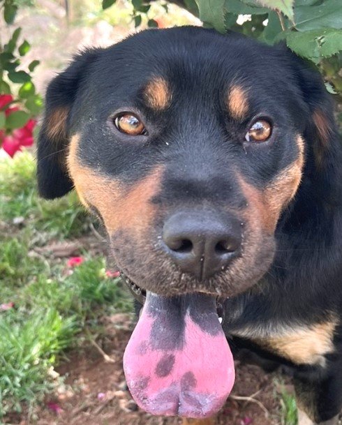 adoptable Dog in Carrollton, GA named Scarlett
