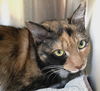 adoptable Cat in Carrollton, GA named Callie