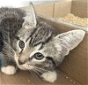 adoptable Cat in , GA named Nymph