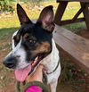 adoptable Dog in Carrollton, GA named Keke