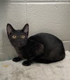 adoptable Cat in Carrollton, GA named Nash