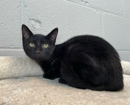 adoptable Cat in Carrollton, GA named Alden