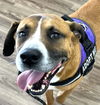 adoptable Dog in Carrollton, GA named Barney