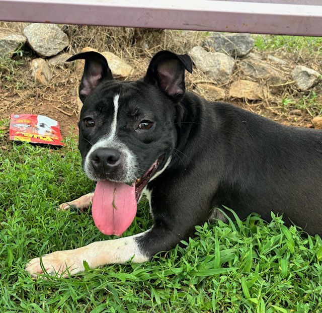 adoptable Dog in Carrollton, GA named Navy