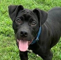 adoptable Dog in Carrollton, GA named Haggis