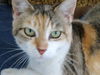 adoptable Cat in Carrollton, GA named Mazy