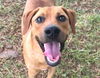 adoptable Dog in Carrollton, GA named Rocky