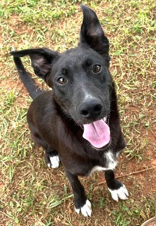 adoptable Dog in Carrollton, GA named Wayne