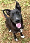 adoptable Dog in Carrollton, GA named Wayne