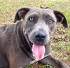 adoptable Dog in Carrollton, GA named Diana