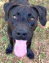 adoptable Dog in Carrollton, GA named Stone