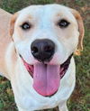 adoptable Dog in Carrollton, GA named Ivan