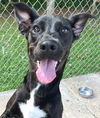 adoptable Dog in Carrollton, GA named Haven