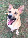 adoptable Dog in Carrollton, GA named Woody