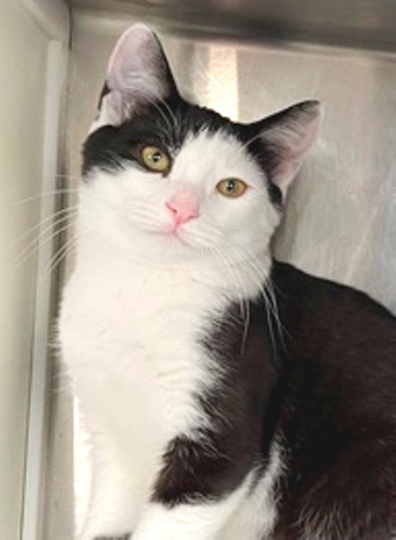 adoptable Cat in Carrollton, GA named Richie