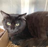 adoptable Cat in Carrollton, GA named Chas