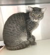 adoptable Cat in Carrollton, GA named Gurly