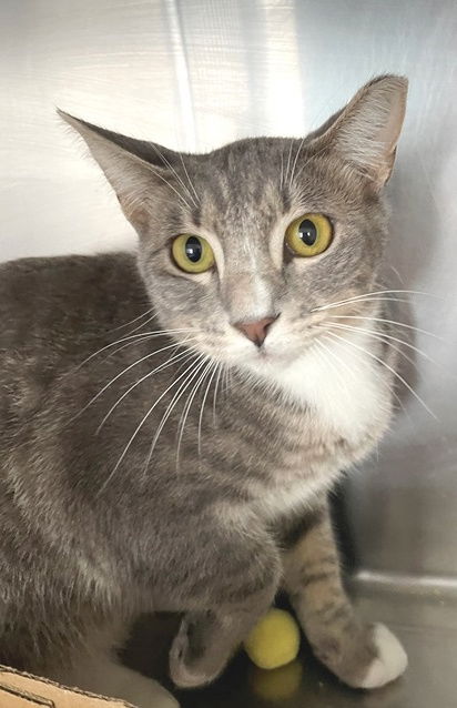 adoptable Cat in Carrollton, GA named Opal