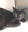 adoptable Cat in Carrollton, GA named Balthasar