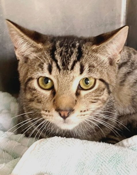 adoptable Cat in Carrollton, GA named Bernardo