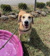 adoptable Dog in Carrollton, GA named Kopa